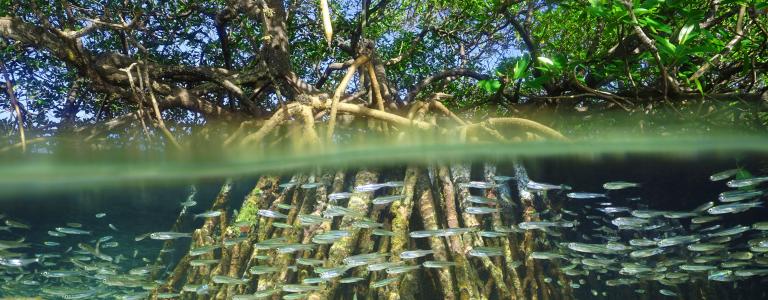 Split view of above and below sea surface mangrove roots