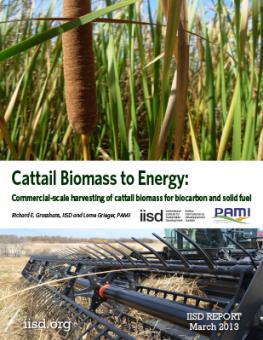 cattail-biomass-to-energy-commercial-scale-harvesting-solid-fuel.jpg