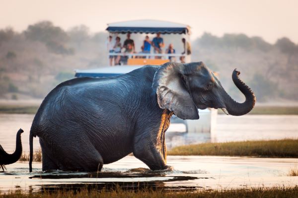 An elephant crosses a river at sunrise in a national park in Botswana with tourists looking on in distance