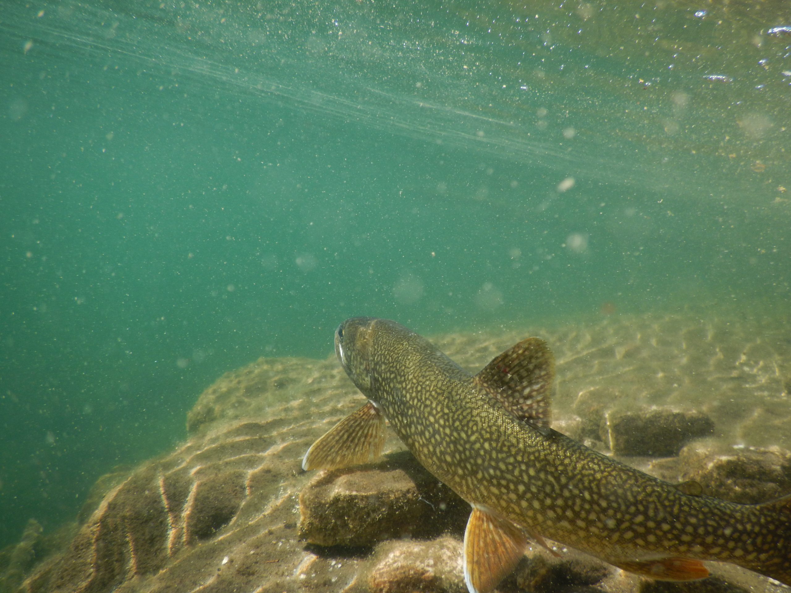 Lake trout is released underwater | IISD Experimental Lakes Area