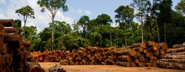 Visualizing The World's Failure to Halt Deforestation