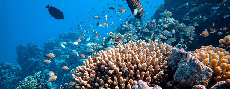 Coral Reefs: Strategies for Ecosystems on the Edge | International ...