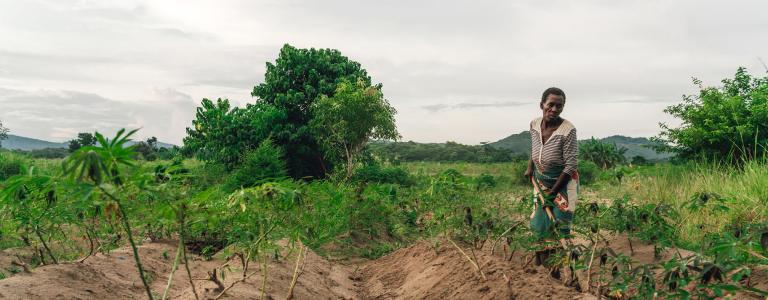 Farmer planting manioc in Malawi, Africa
