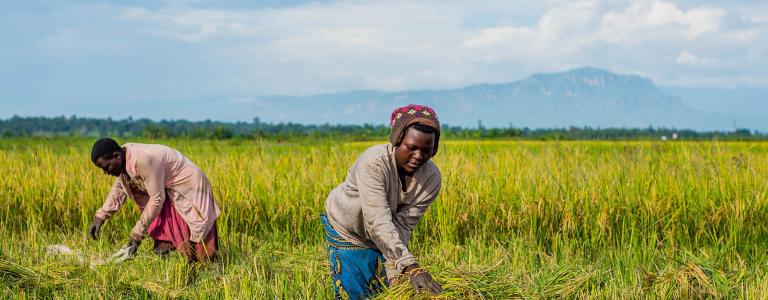 Rice farmers in Uganda