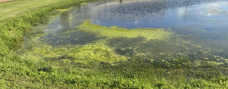 This photo from June 2024, shows the algal blooms on the pond before the floating treatment wetlands were installed.  
