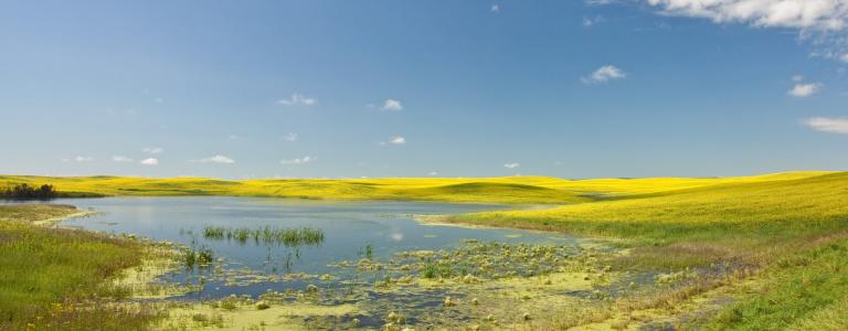 A prairie wetland under a blue sky