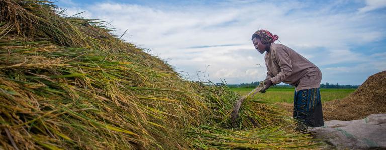 Woman farmer threshing in Uganda