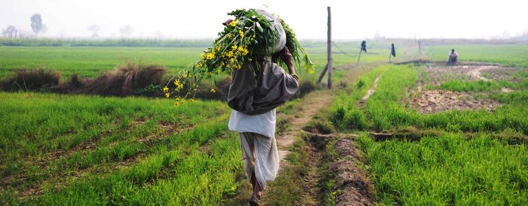 Agricultural worker carrying produce through field