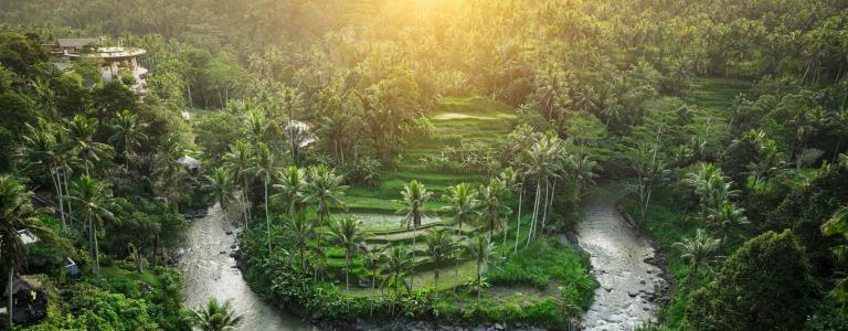 River and rice fields in Ubud, Indonesia