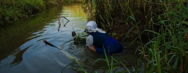 On this chilly morning Anasitasia Marama of Malabe village is netting in a smaller channel that fills when the water level rises during periods of high rainfall trapping fish and eels in these smaller, safer, channels.