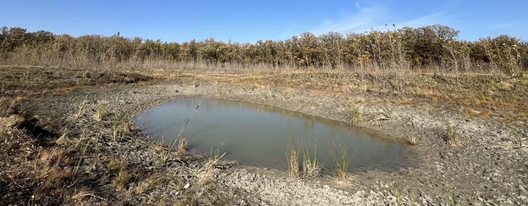 Constructed wetland in the fall