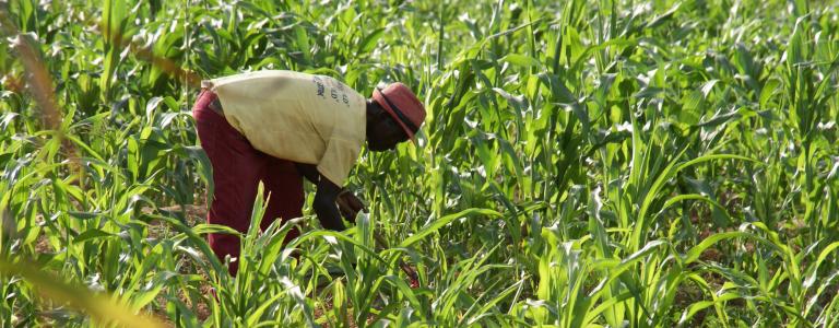 Man harvesting maize crops on a organic farm in northern Ghana.