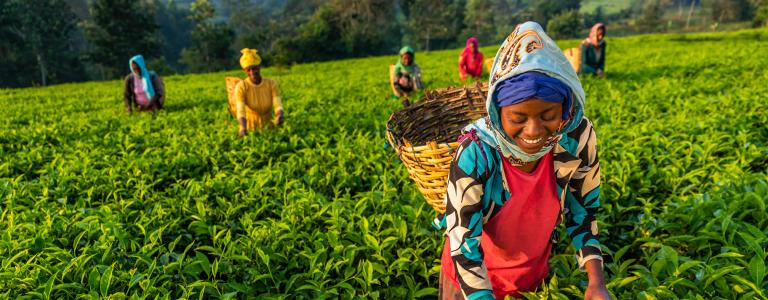 Wearing baskets attached to their backs, women in East Africa pick tea leaves in a field.