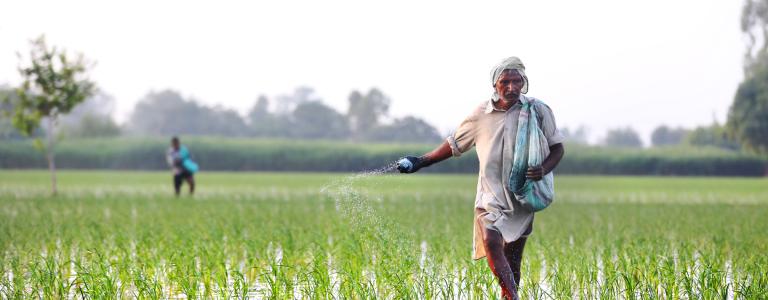 A farmer spreads fertilizer across a field of rice paddy in India.