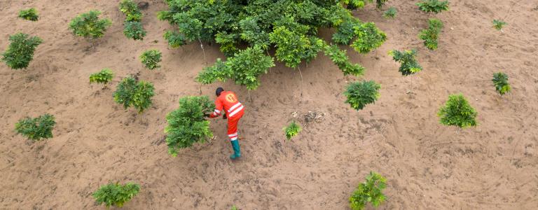 Man planting trees in dry soil.