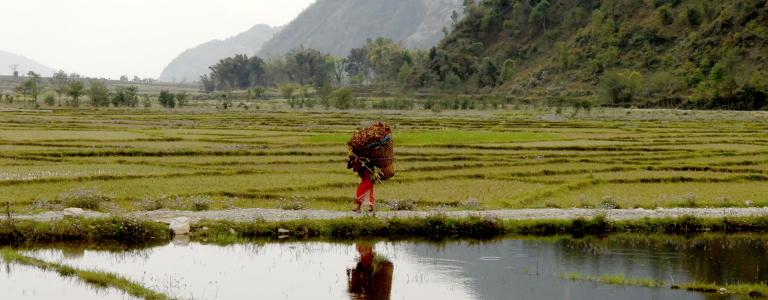 Woman walking along flooded rice field in Nepal.