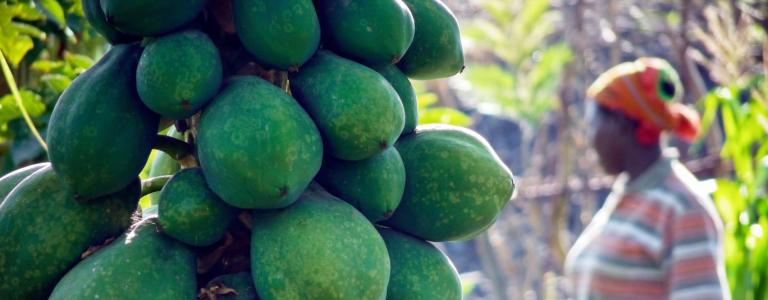 Papaya fruits growing on a tree