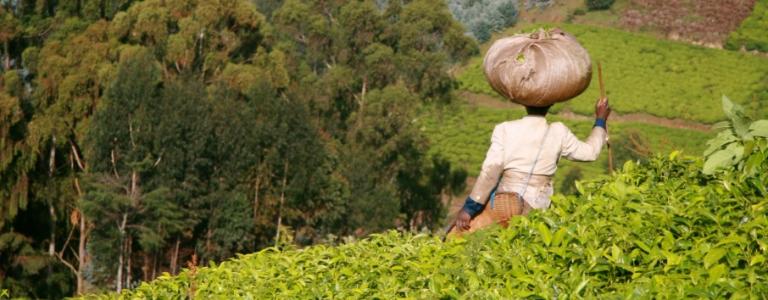 tea-plantation.jpg