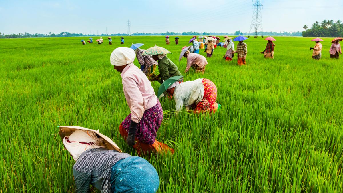 Food And Agriculture International Institute For Sustainable Development