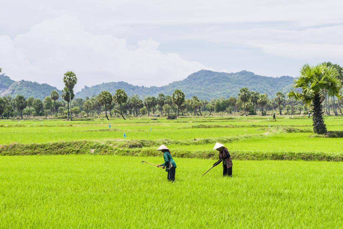 The ASEAN Guidelines on Promoting Responsible Investment in Food ...