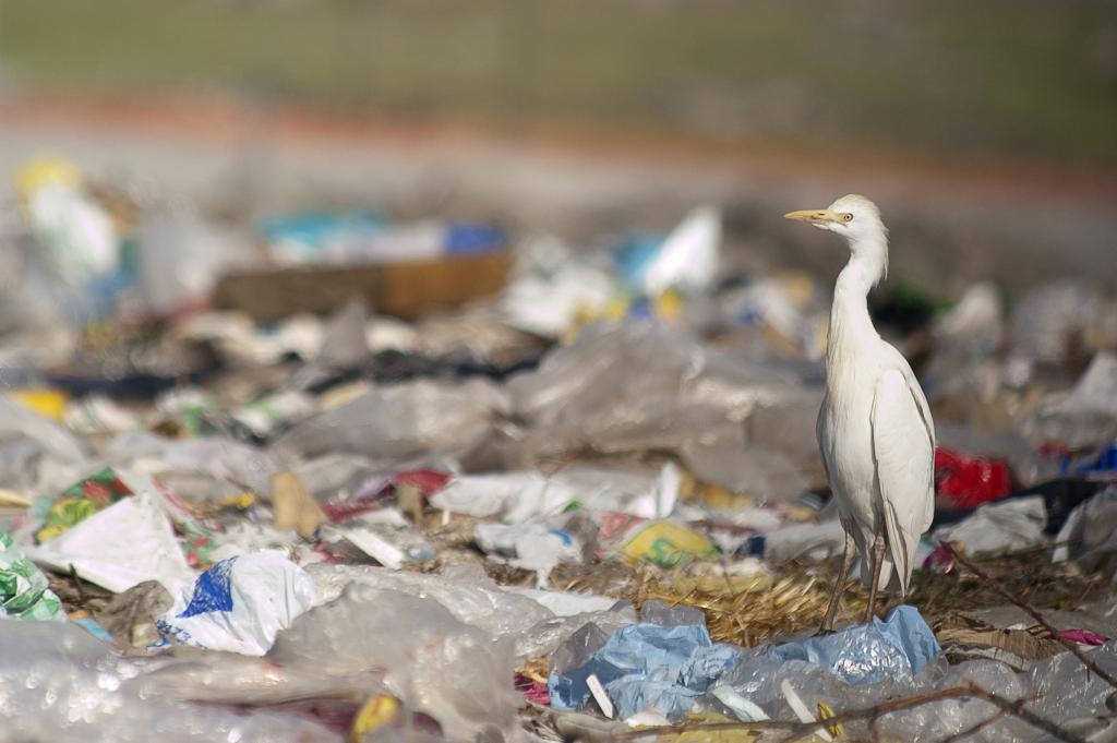 Confronting the Plastic Pollution Pandemic | International Institute ...