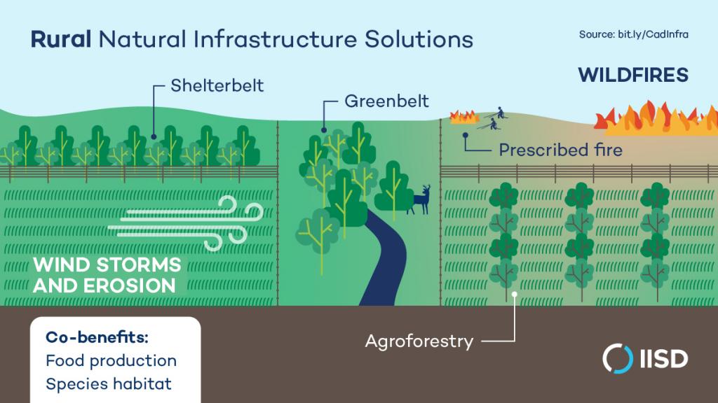 Natural Infrastructure Solutions For Climate Resilience | International ...