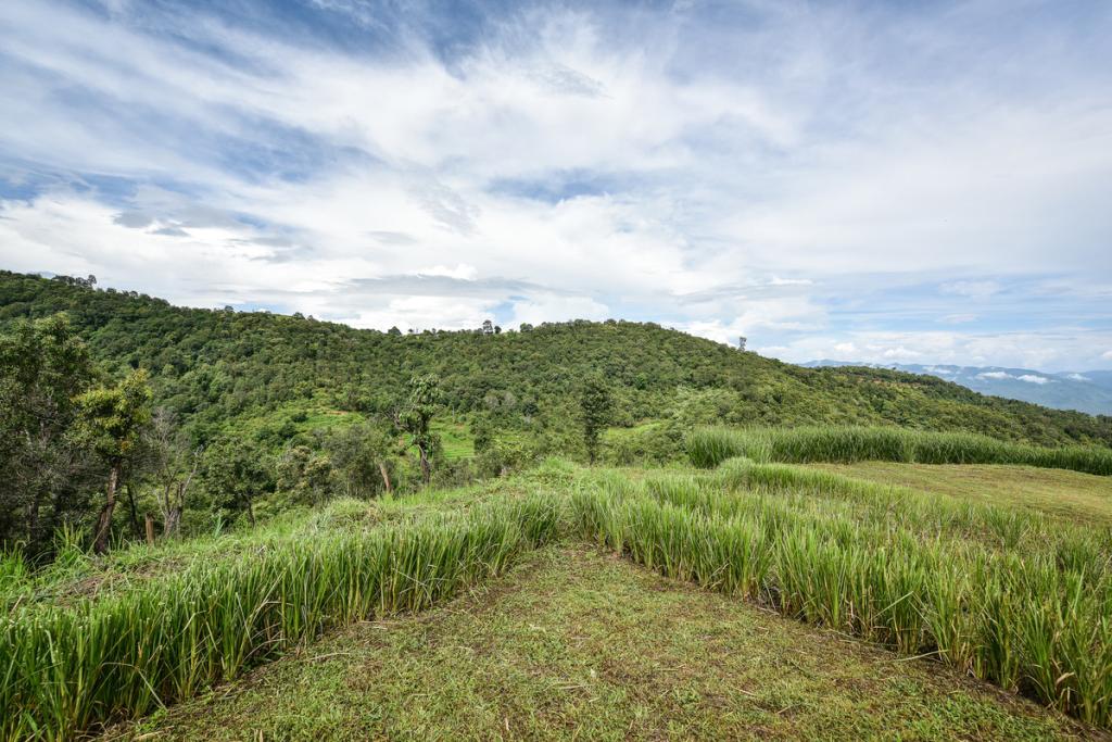 Vetiver crops in Fiji