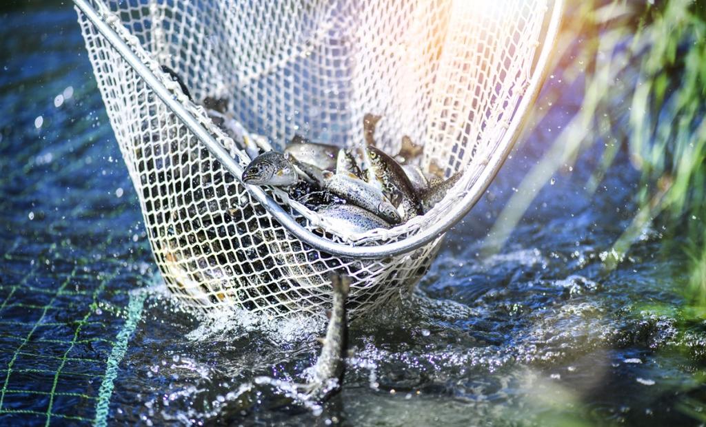 Trout caught in a net 