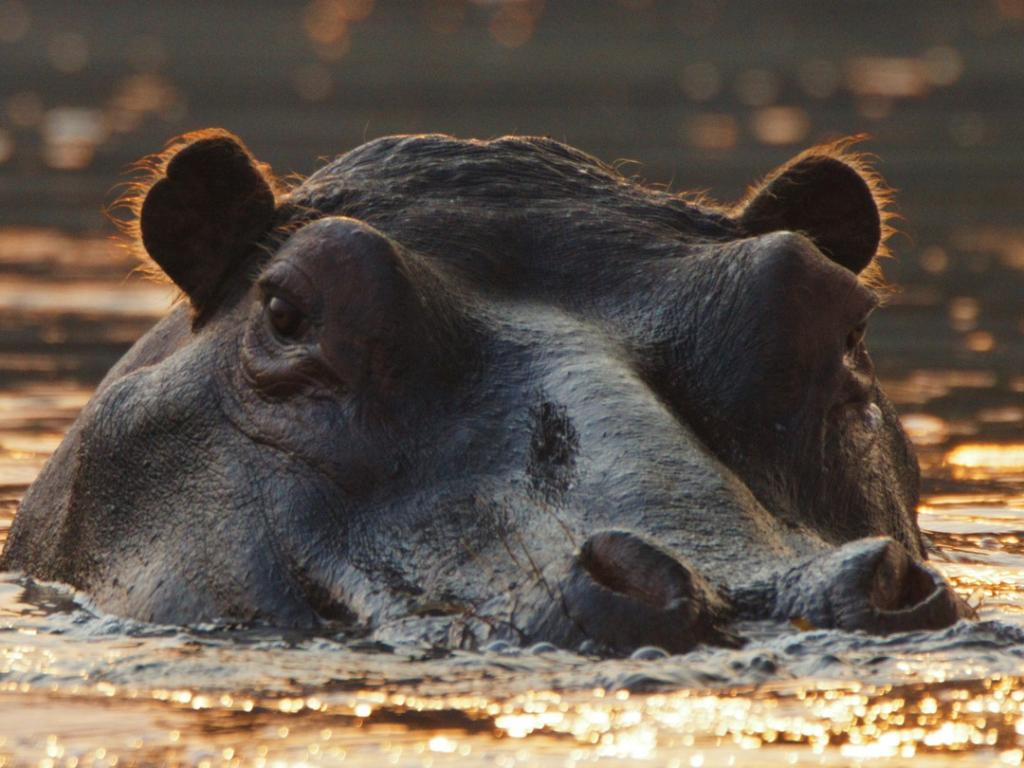 A sunset silhouette of a hippo swimming in a river