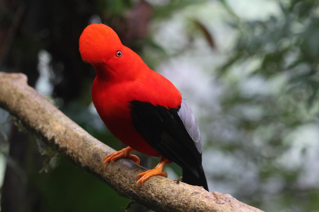 a tropical bird with a bright red head and shoulders and black wings perches on a branch