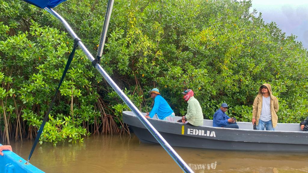 People in a boat surrounded by mangroves