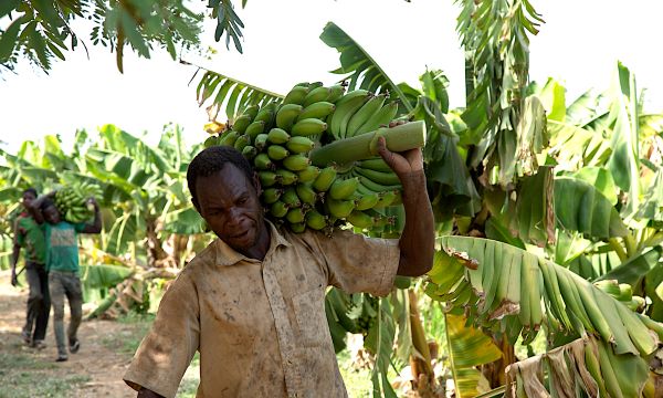 A man walks through a field with a large stalk of bananas over his shoulder. For a story on COVID-19 and the hunger crisis.
