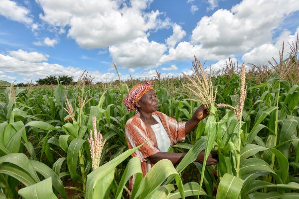 A woman in traditional dress inspects a maize crop in Malawi under a blue sky