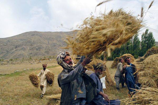 Afghani man hauls wheat into the air