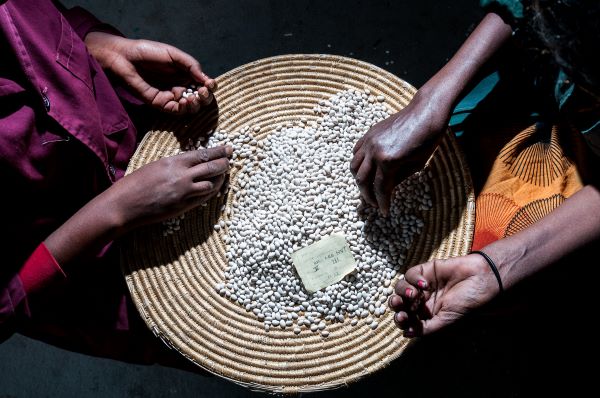 Women's hands sorting white pea beans in a woven basket in low light in Ethiopia
