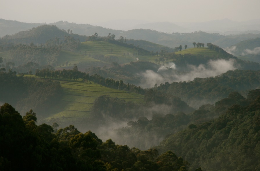 Rwanda tea