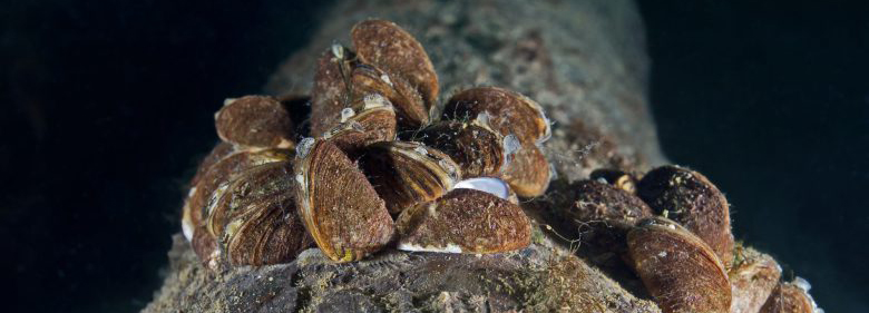 Aquatic invasive species - zebra mussels