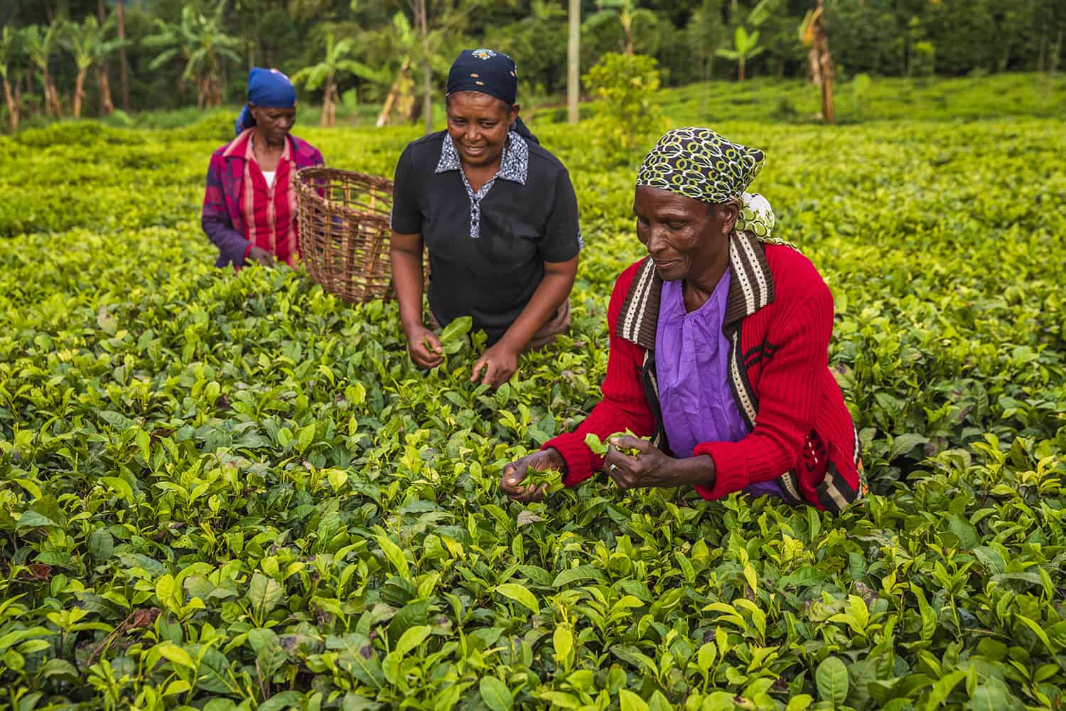 growing-tea-sustainably-examples-from-kenya-india-and-sri-lanka