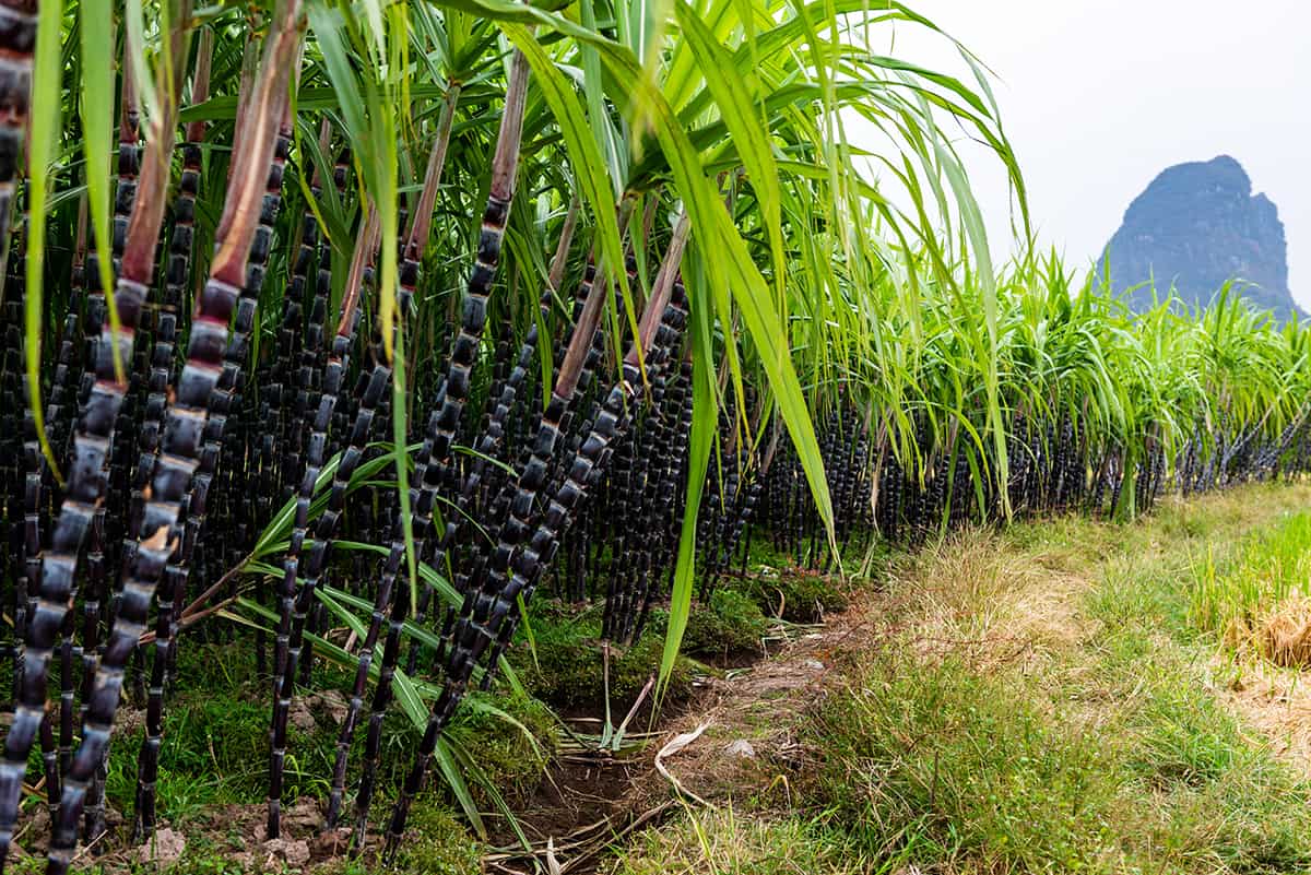 global-market-report-sugar-cane-prices-and-sustainability-state-of